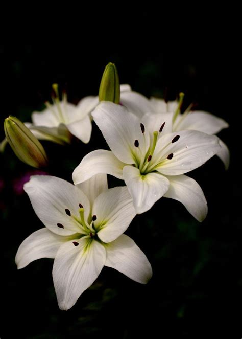 百合花照片|百合花图片